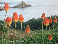 10_red_hot_pokers226.jpg