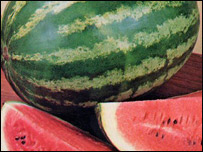 تربوز