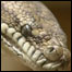 Cobra Austrália 