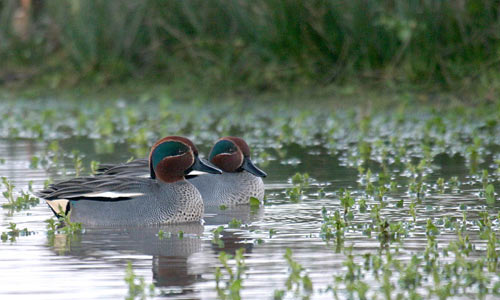 teal.jpg