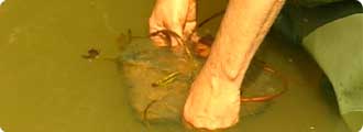 Plant your plants at the right depth 