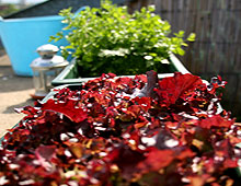 naturechris_lettuce2.jpg