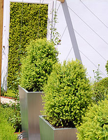 heather_topiary.jpg