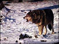 lobo-cinza