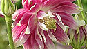 Aquilegia Nora Barlow