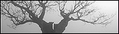Tree in Bradgate Park