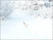 苏格兰Glenrothes Fife，大雪后，赤裸裸清晰可见的罗藤。摄影：Fiona Meek