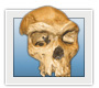 Homo heidelbergensis