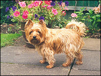 Sarah's dog, Kay