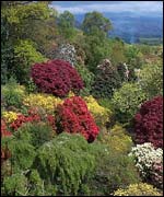 Colourful trees