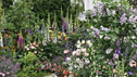 A Widow's Garden