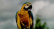 Parrot in Ecuador rainforest