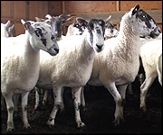 Sheep