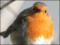 Robin