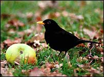 Blackbird