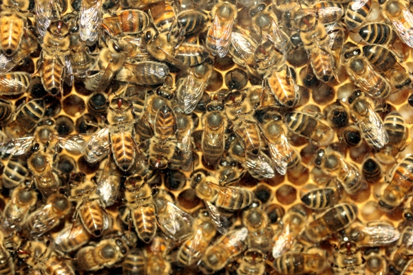 bees.jpg