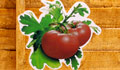 Harvest your tomatoes