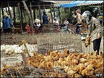 Trại gà