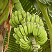 Plantain