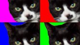 My Cat