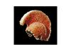 Click on the image to zoom in. Copyright Trustees of the British Museum