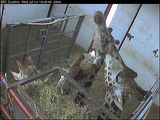 Giraffe