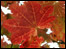 Autumn leaf, Arduaine. Photo courtesy of Simon Filsel