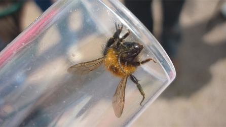 tree_bee.jpg
