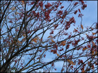 Leaves