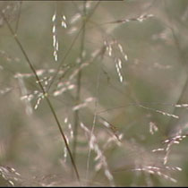 Deschampsia