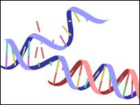DNA