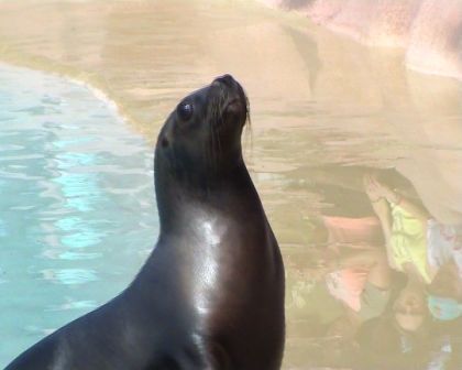 sealionrancho.jpg