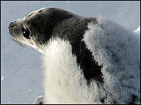 Foca
