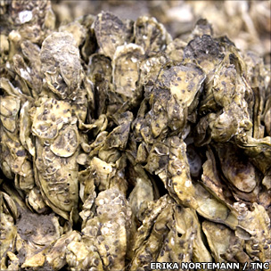 Oysters