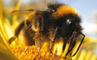 Busy Bee (click to enlarge)