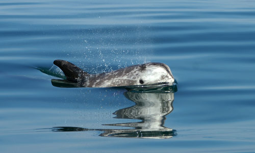 rissos-dophin.jpg