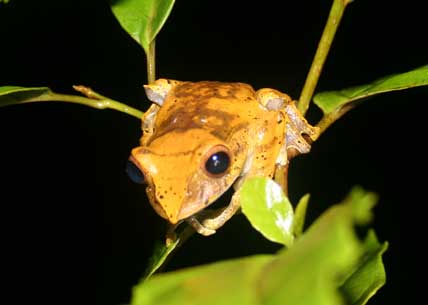 treefrog.jpg