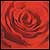 rose button
