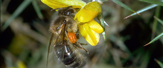 honeybee