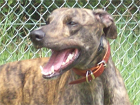Sprocket