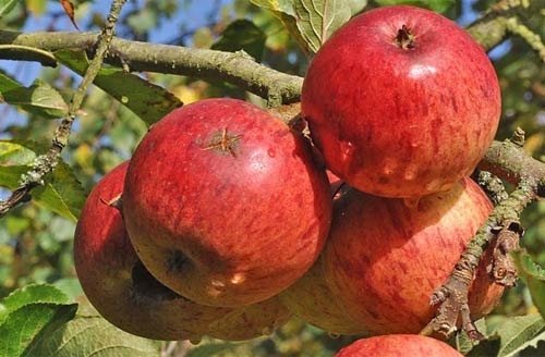 apples tree no. 2