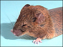 Rato
