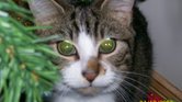Little jinxy...