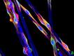 Foto: Yongli Shan/Nikon Small World