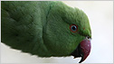 Parakeet