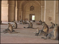 دہلی کے بندر