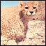 يوزپلنگ آسيايی در دره انجير (Image: I.R.Iran DOE/CACP/WCS/UNDP-GEF)