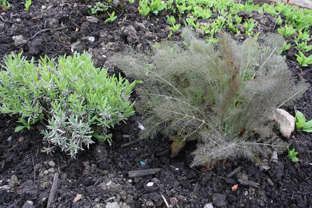 Herbs