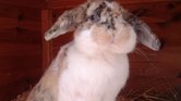 Bunny
