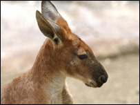 A kangaroo